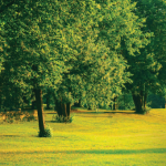 the views in Lavista city – Copy